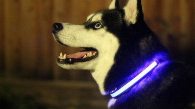 Walk Fearlessly, Embrace Every Night Adventure!