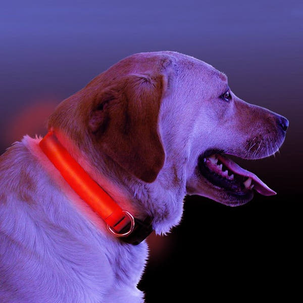 Bark & Glow LED Light Up Dog Collar